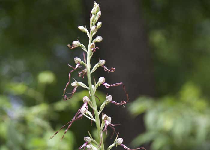 flora dei colli euganei