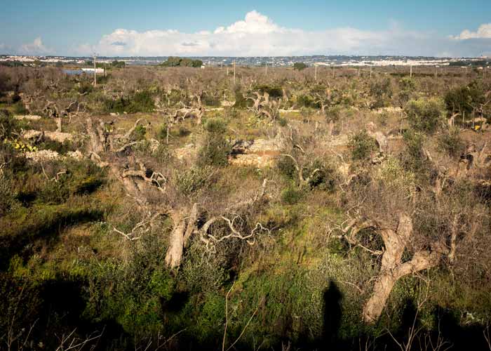 Alberi colpiti dalla Xylella in Puglia