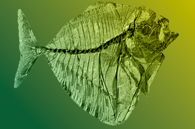pesce fossile