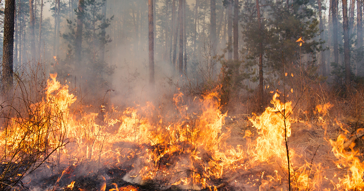incendi boschivi incendi boschivi
