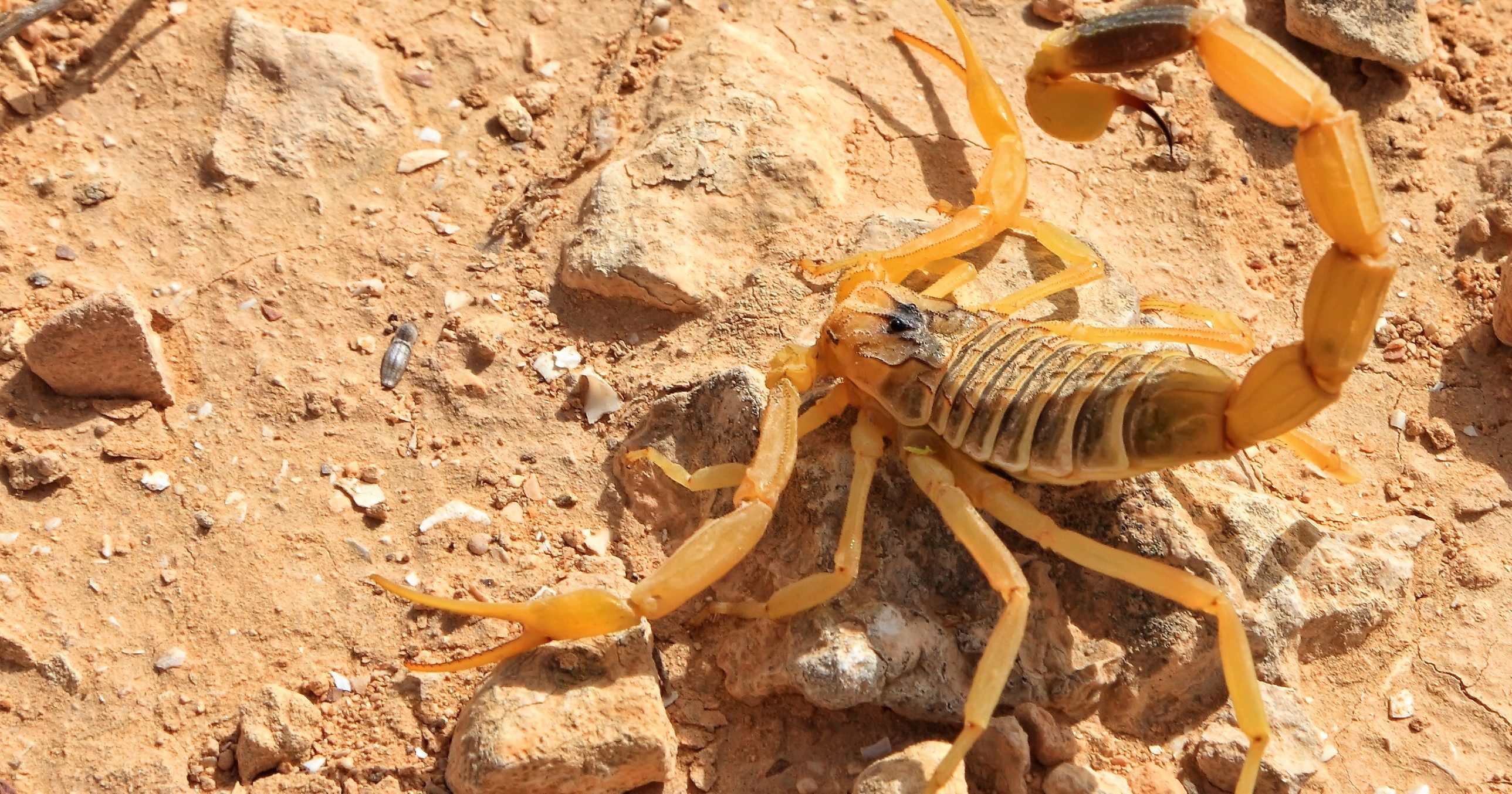 scorpione scorpione