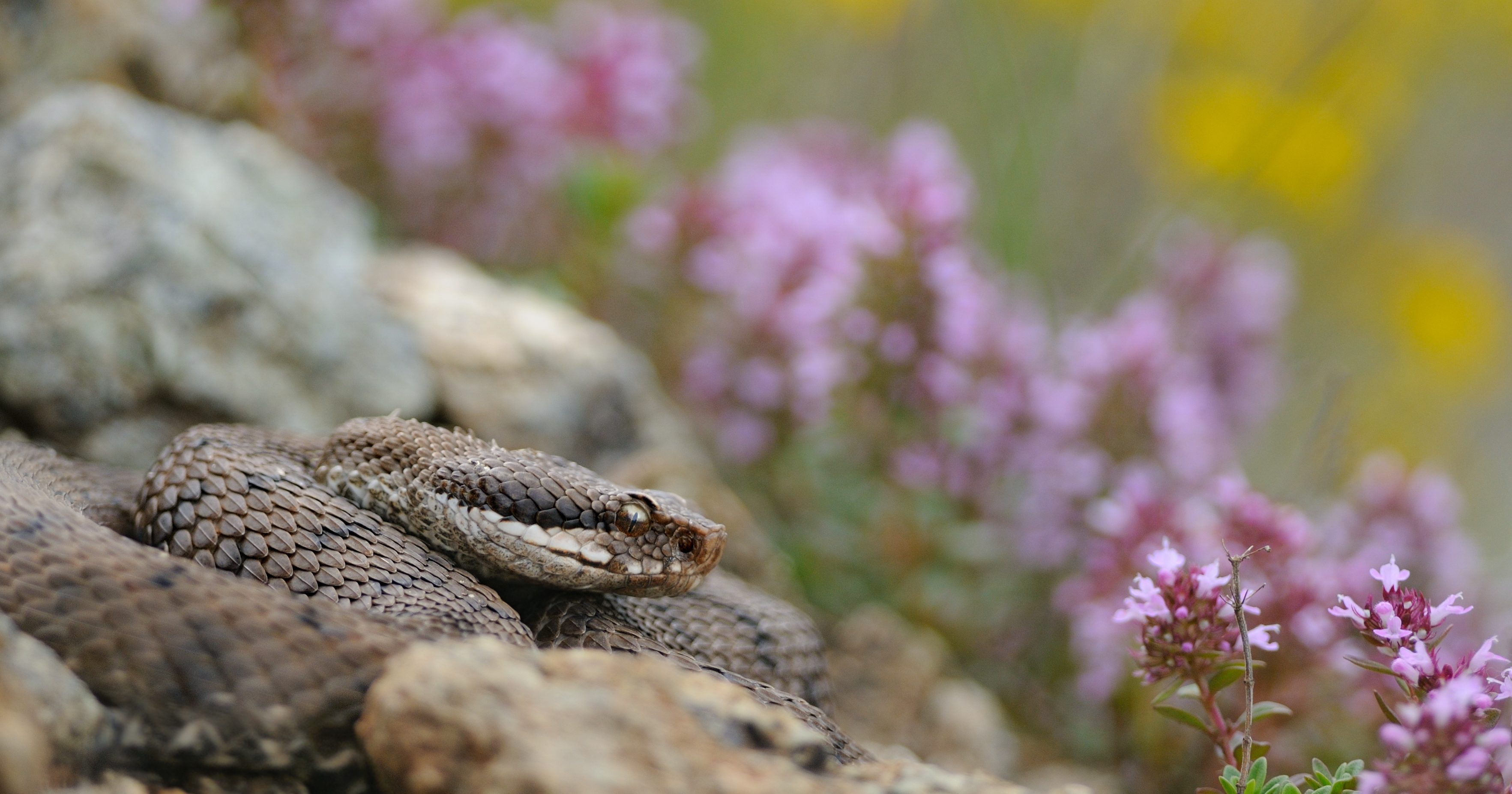 vipera vipera