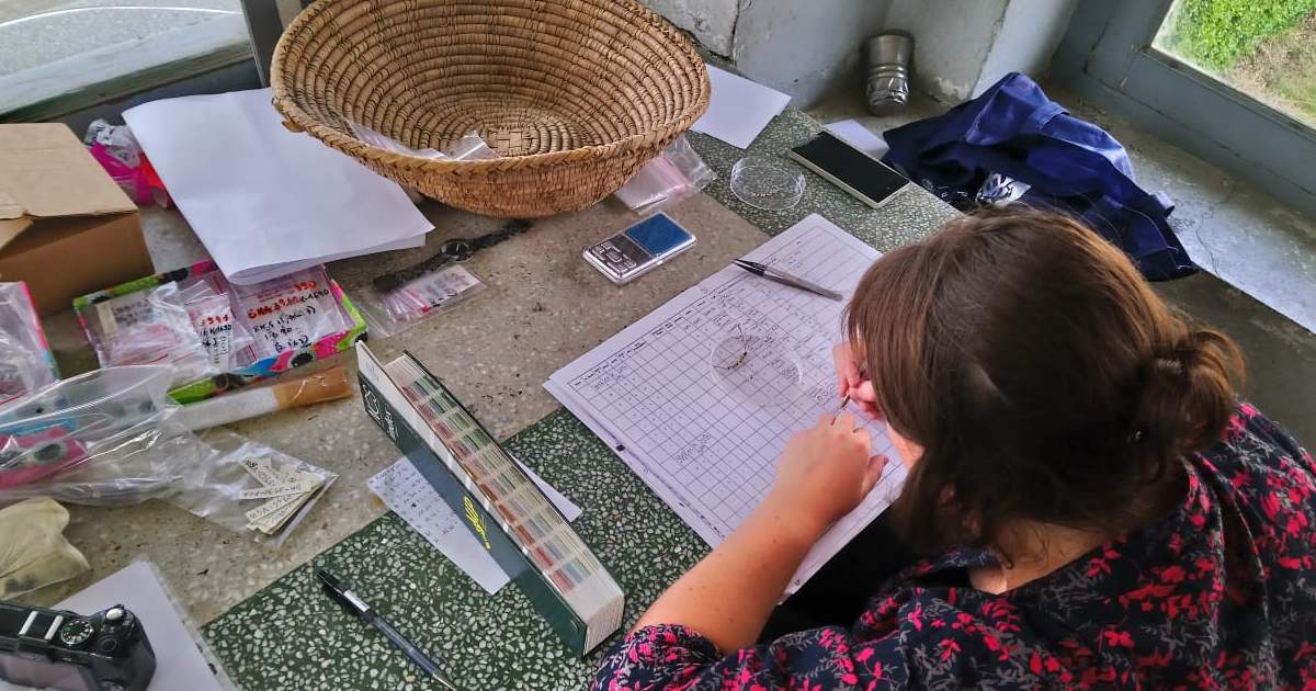 Bettineschi, schedatura