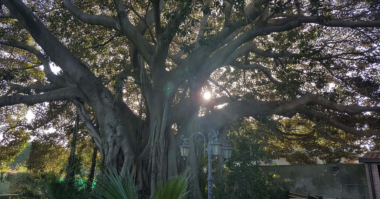 albero albero