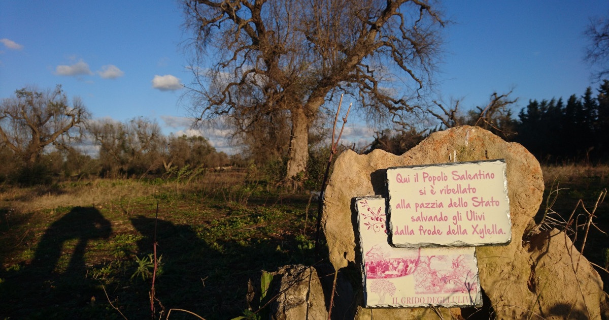 Presidio "il grido degli ulivi"