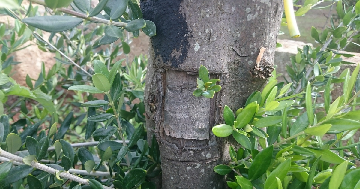 innesti cultuvar resistenti