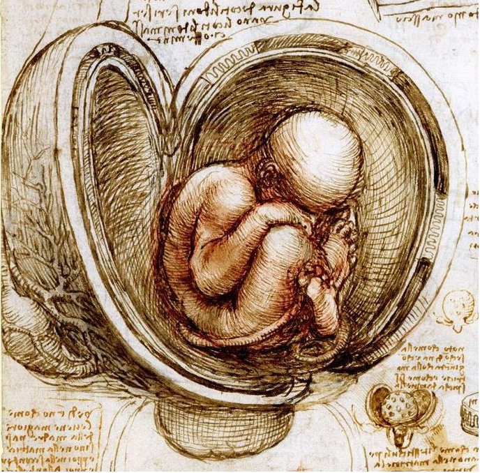 Bambino nel grembo materno disegnato da Leonardo da Vinci (1511 circa), dettaglio dal codice Windsor sugli studi sugli embrioni