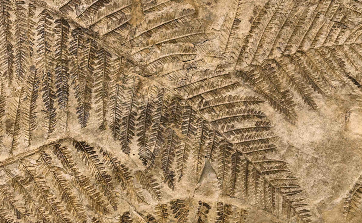 Fronde preistoriche di falce 
