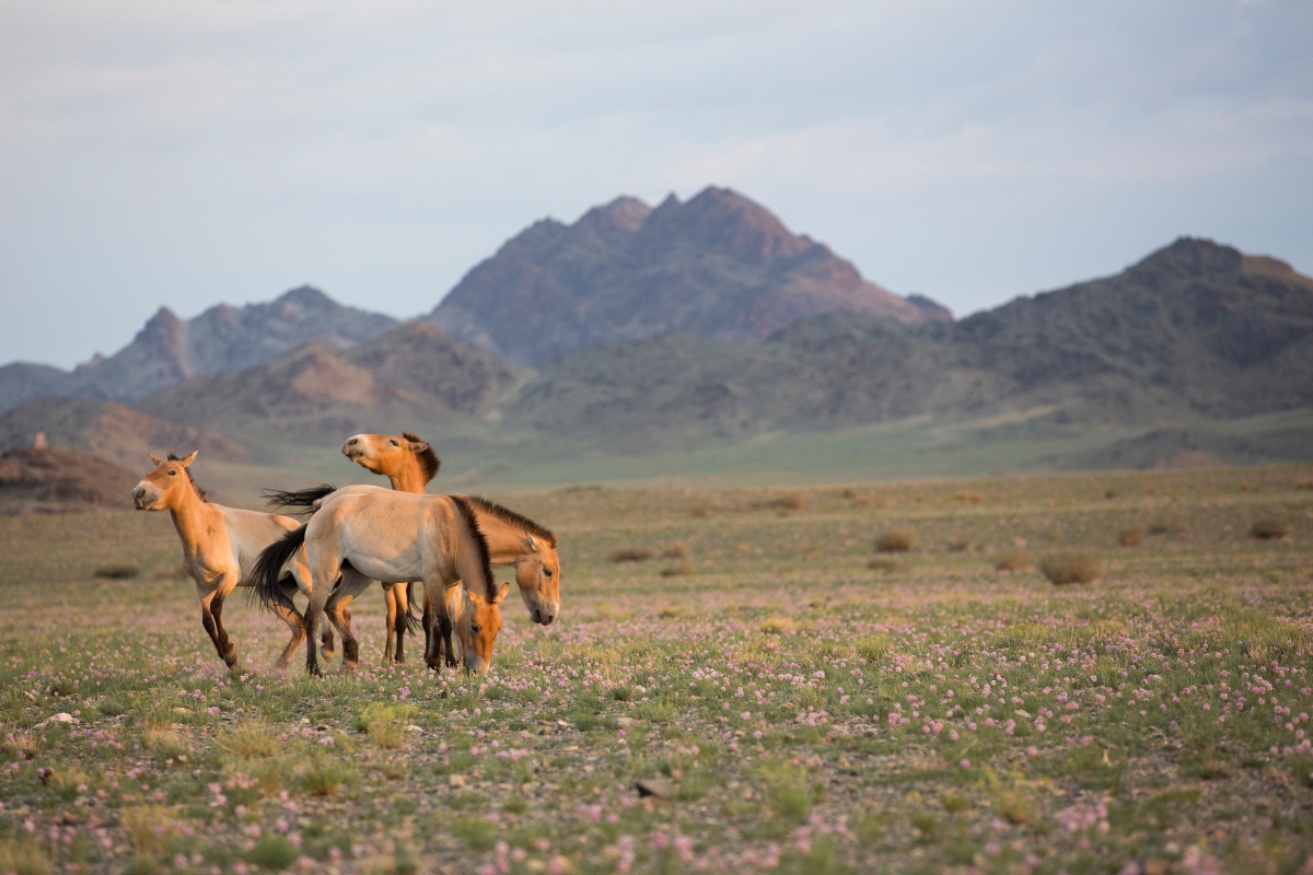 Cavalli di Przewalski