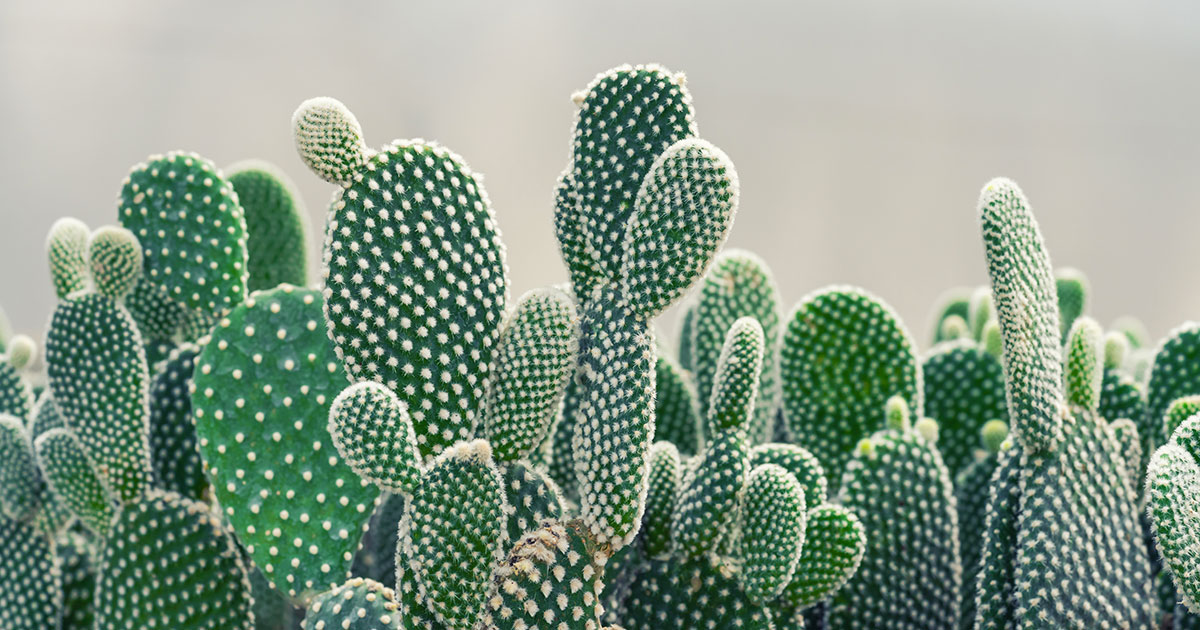 cactus
