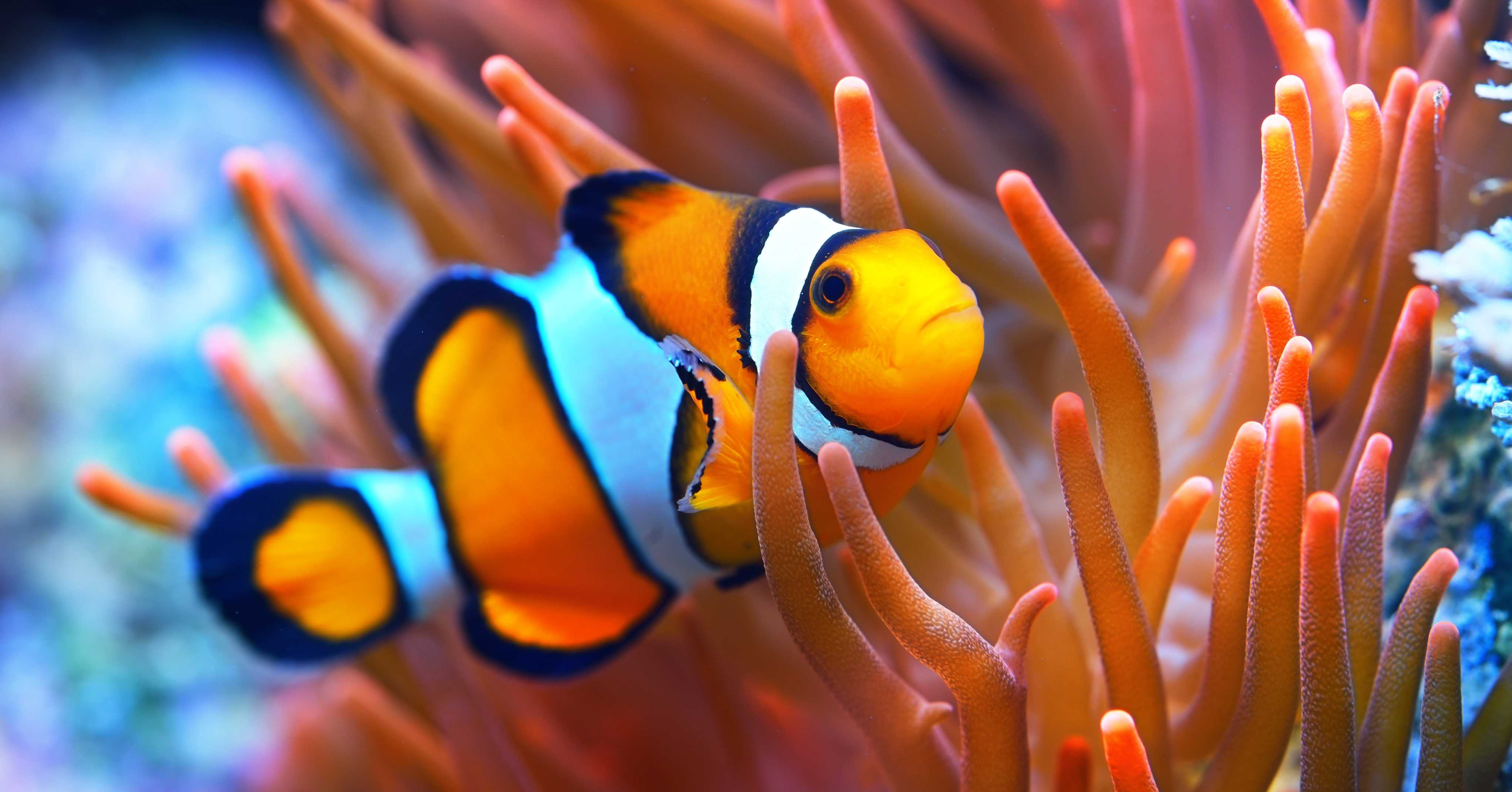 pesce pesce