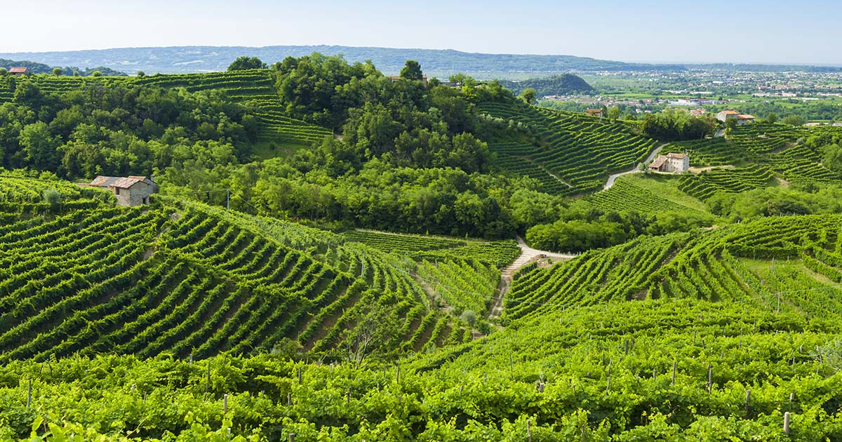 prosecco colline