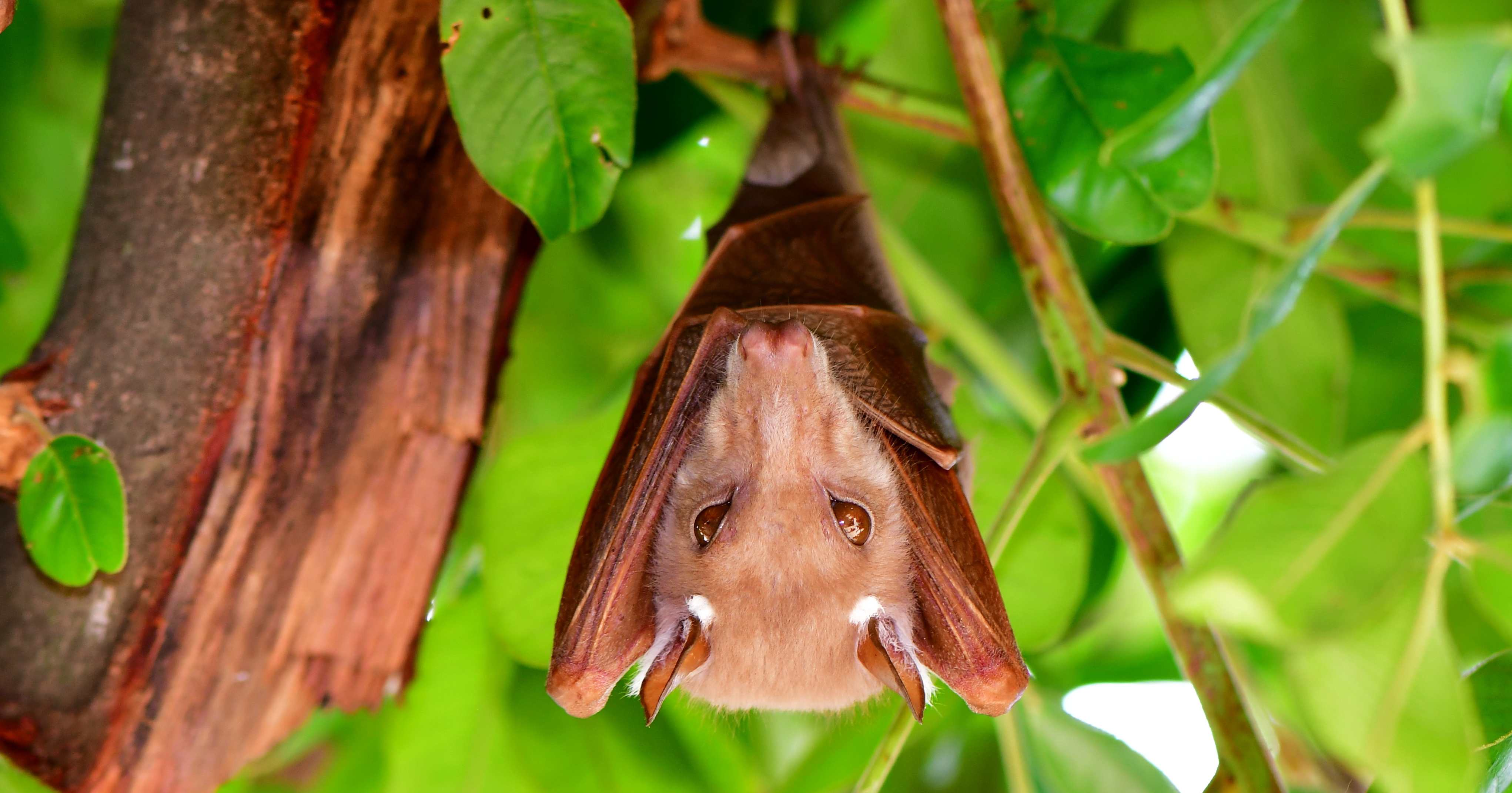 pipistrello della frutta pipistrello della frutta