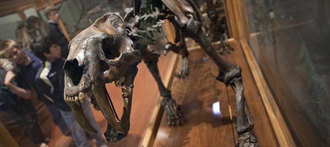 tigre dai denti a sciabola