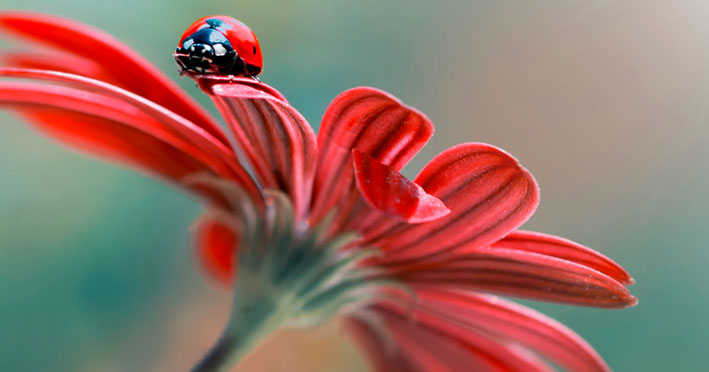 coccinella