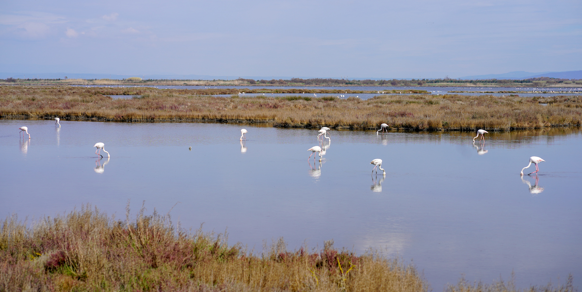 Zona umida dello stagno di S’Ena Arrubia, Oristano, Sardegna - Foto by Giulia Bonelli
