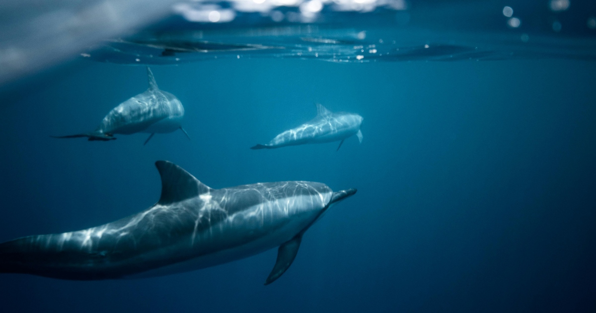 delfino che nuota nel mare delfino sott'acqua