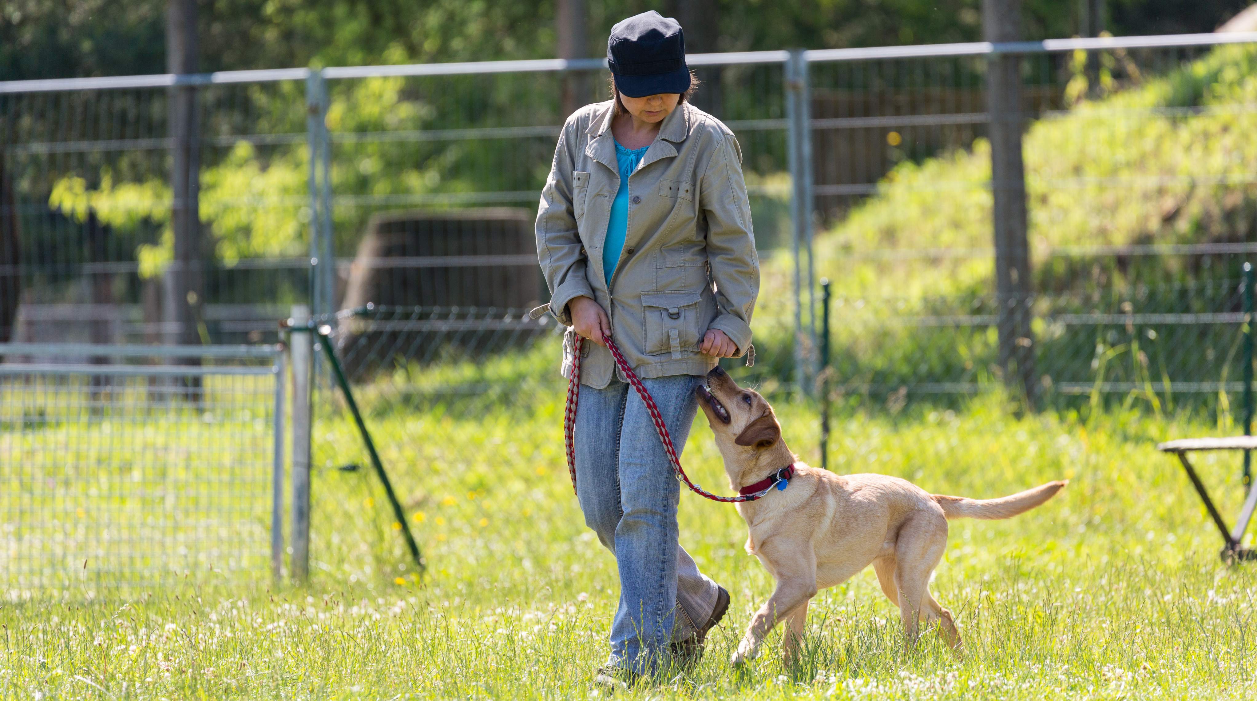 Cane all'aperto Cane all'aperto