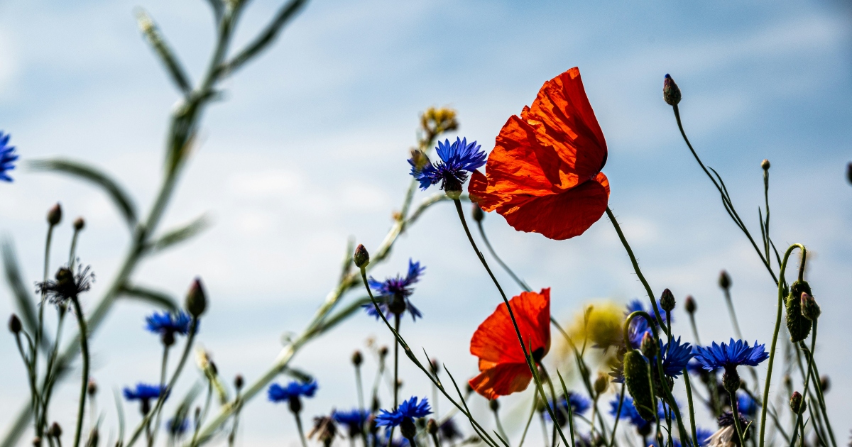 fiori