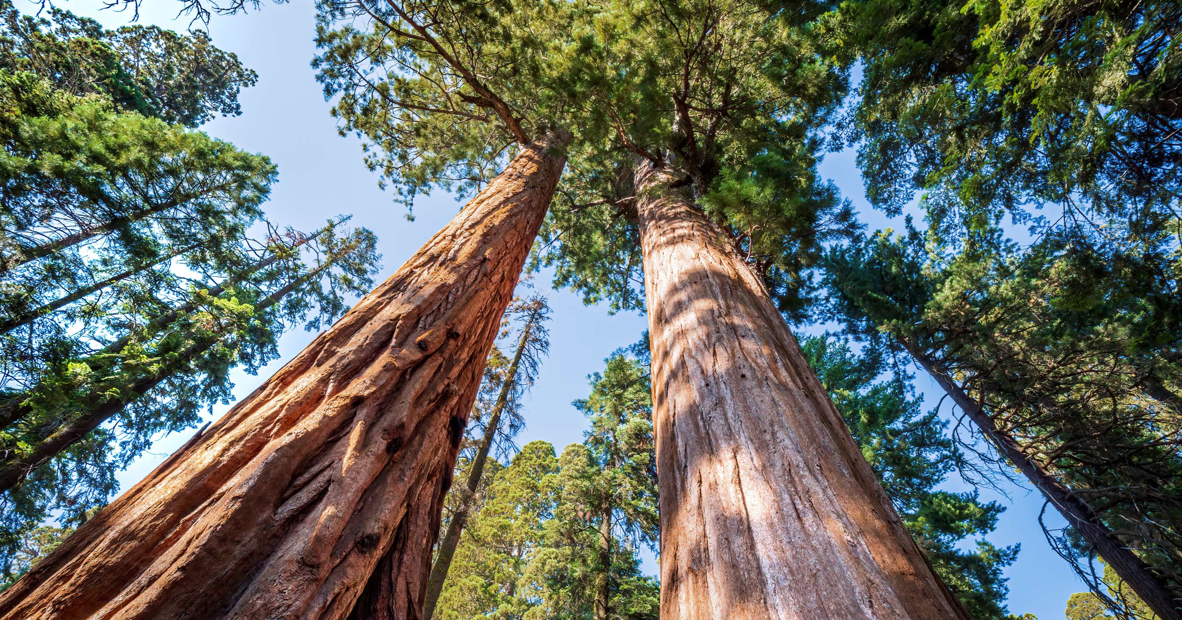 Grandi alberi Grandi alberi