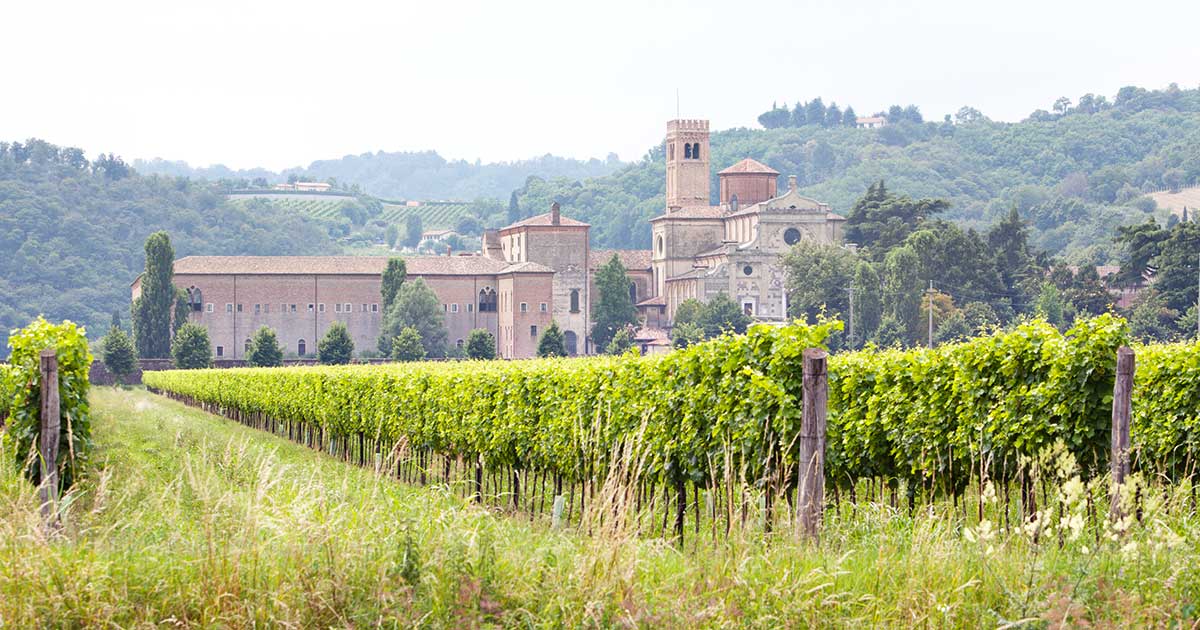 vigne con  abbazia di praglia sullo sfondo
