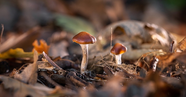 Funghi contenenti psilocibina
