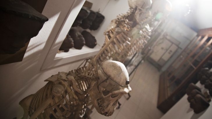 Museo di antropologia