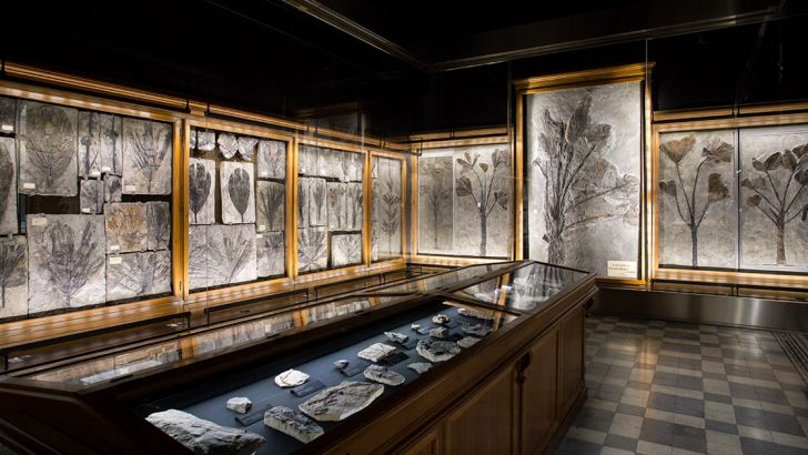La sala delle palme di Palazzo Cavalli