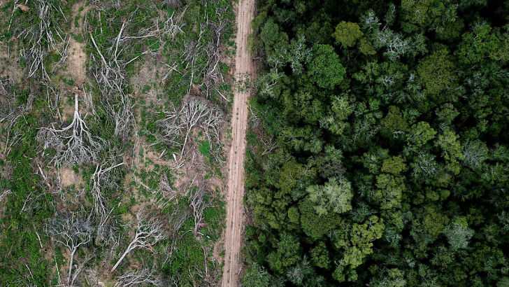 deforestazione