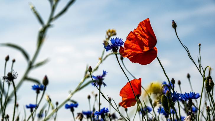 fiori